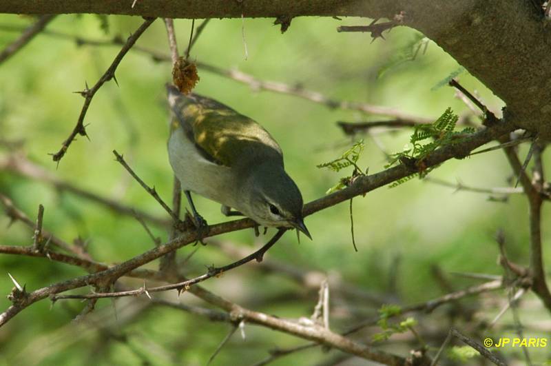 Oreothlypis peregrina